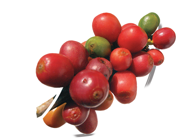 arabica and robusta coffee beans