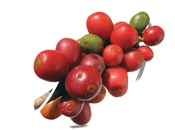 arabica and robusta coffee beans