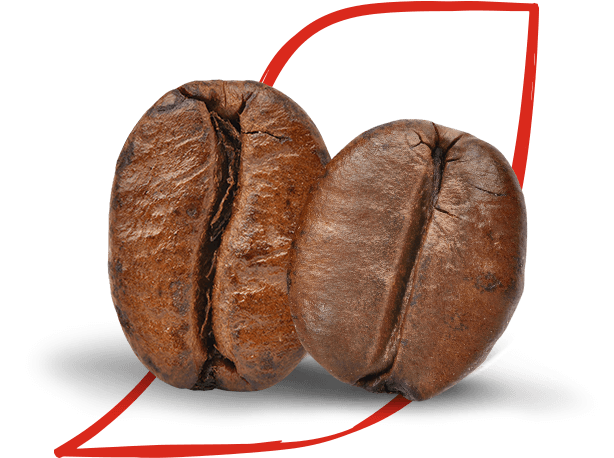 arabica and robusta beans