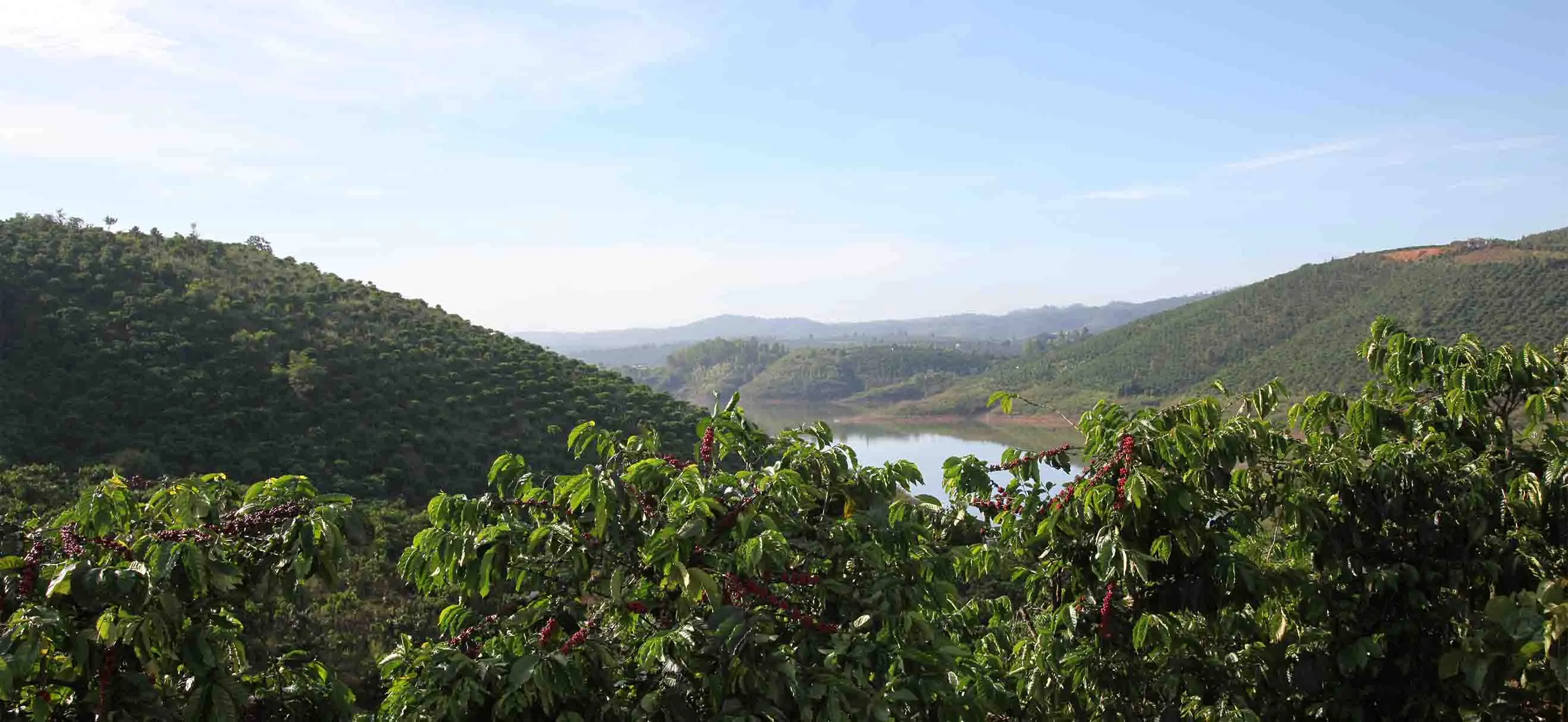 coffee farm background